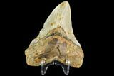 Bargain, Fossil Megalodon Tooth - North Carolina #109543-2